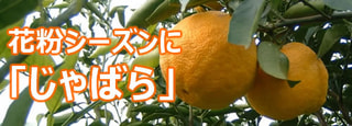 花粉シーズンに「じゃばら」和歌山県産じゃばらの果皮粉末を紹介します。